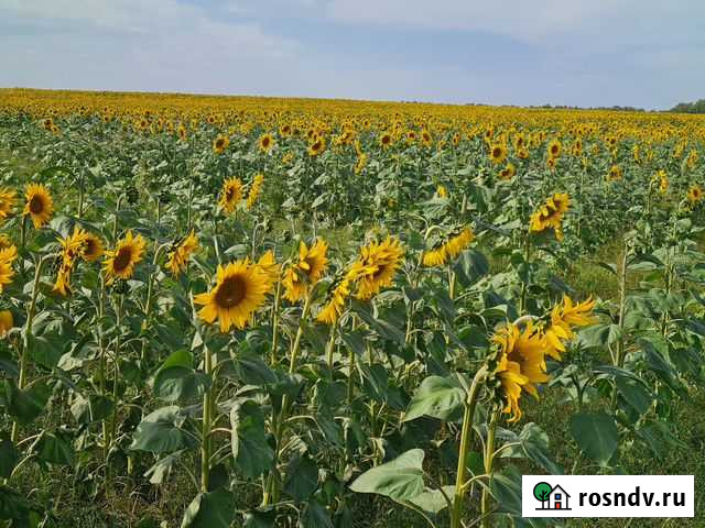 Сельхозпредприятие Южноуральск - изображение 1