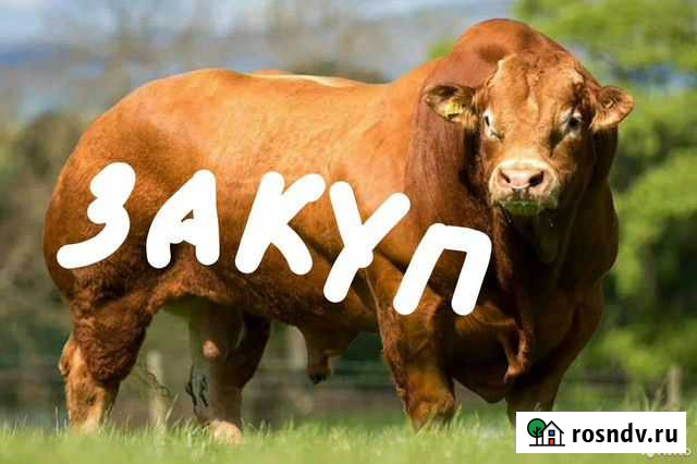 Сельськохозяйственные животные Омск - изображение 1