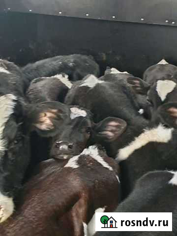 Бычки телята Вольск - изображение 1