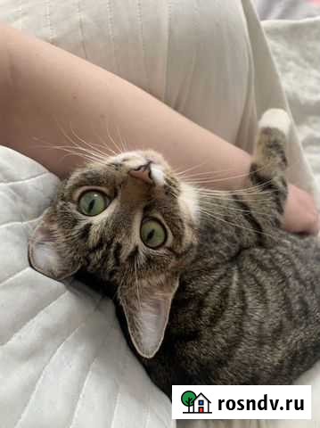 Передежка Мурманск - изображение 1