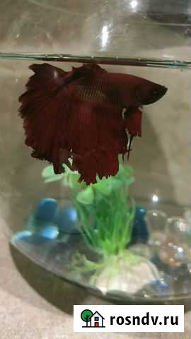 Домашние животные Альметьевск - изображение 1