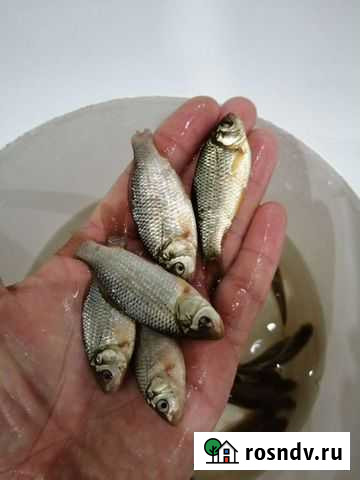 Живец Новочебоксарск - изображение 1