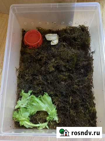 Улитки Котельники - изображение 1