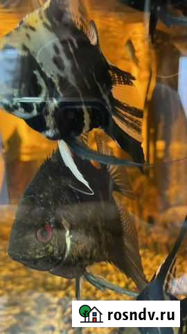 Рыбки скалярии Геленджик - изображение 1