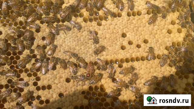 Пчелопакеты Анапа - изображение 1