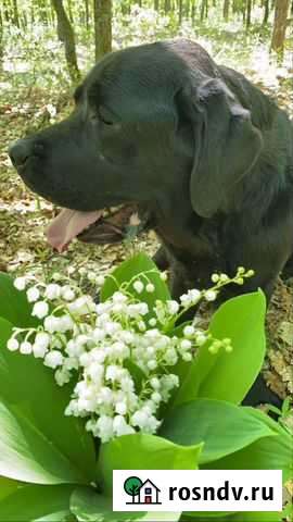 Выгулю собак Саратов - изображение 1