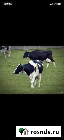 Коровы Альметьевск - изображение 1