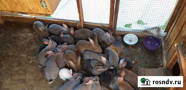 Кролики Улан-Удэ - изображение 1