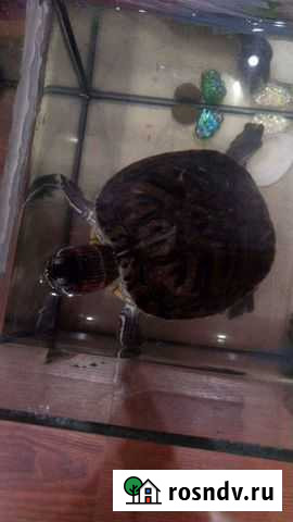 Черепаха Ивантеевка - изображение 1