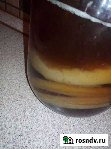 Чайный гриб Барнаул - изображение 1