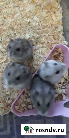 Отдам маленьких джунгариков Обь - изображение 1