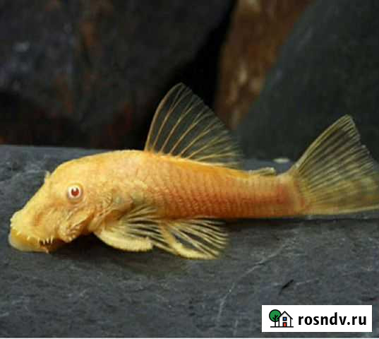 Рыбки анциструсы Златоуст - изображение 1