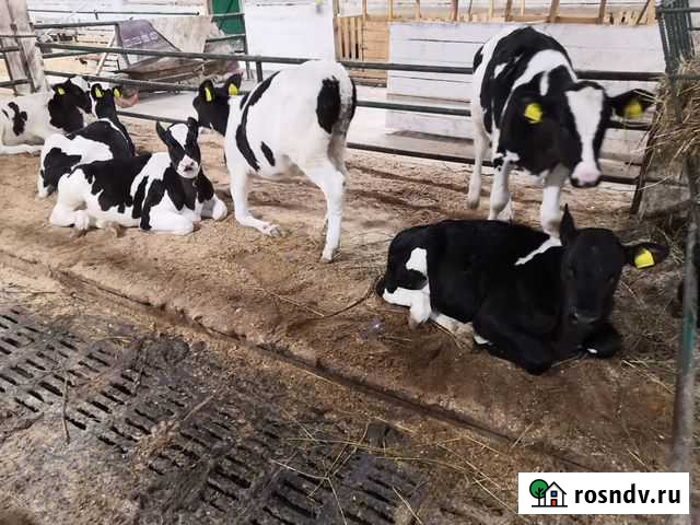 Бычки телята и тёлочки от 1 3 месяцев Рязань - изображение 1