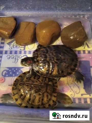 Красноухие черепахи Курган - изображение 1