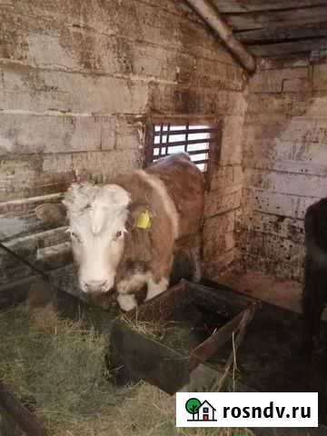 Продам три тёлки один бык Краснохолм - изображение 1