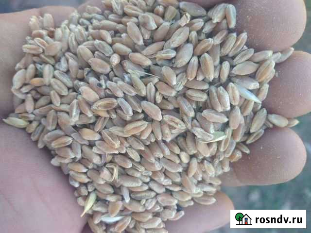 Пшеница Дубовское - изображение 1