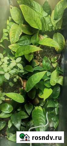 Аквариумные растения Усть-Кут - изображение 1