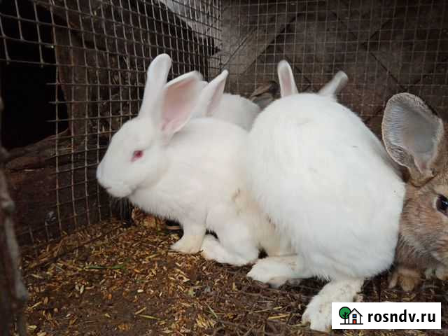 Кролики Бийск - изображение 1