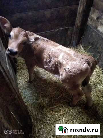 Продаю телочку Нижний Новгород - изображение 1