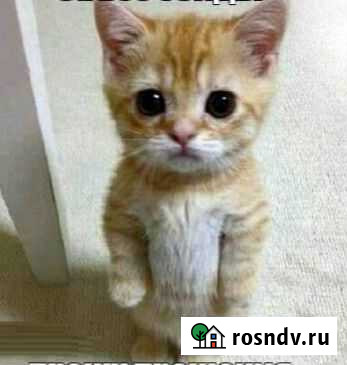 Передержка животных Якутск - изображение 1