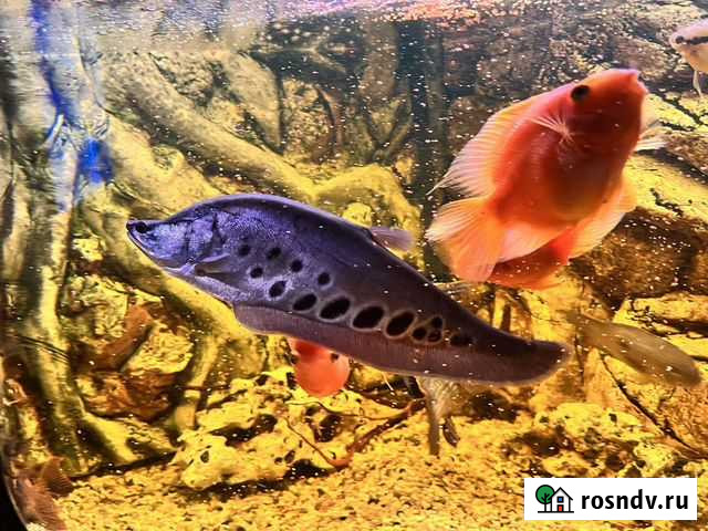 Аквариумные рыбки нож Сочи - изображение 1