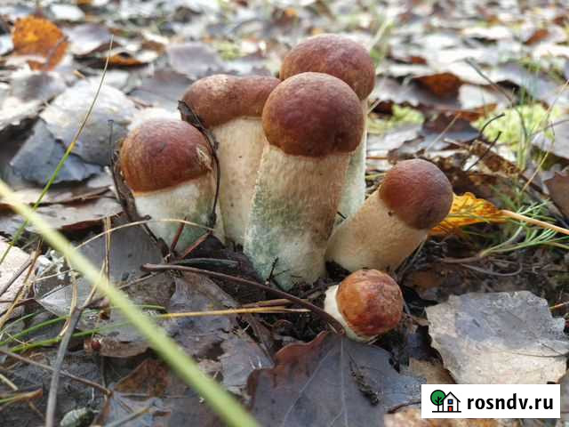 Грибы,клюква Санкт-Петербург - изображение 1