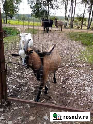 Козел Калашниково - изображение 1