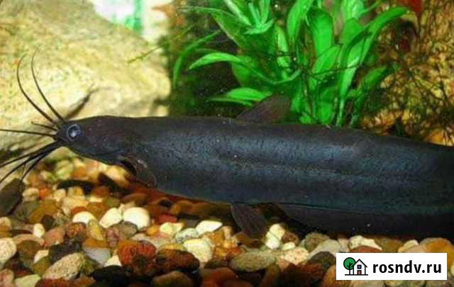 Сом мешкожаберный Бийск - изображение 1