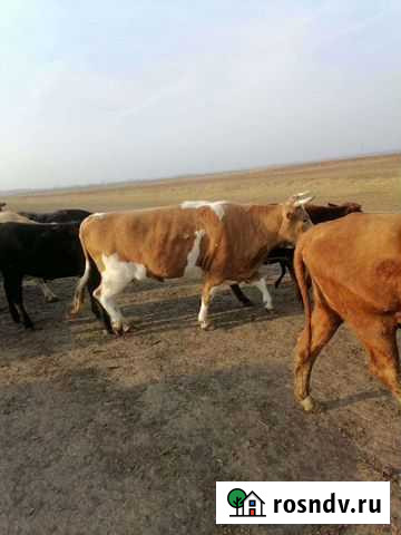 Корова Обливская - изображение 1