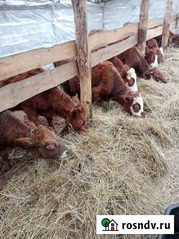 Бычки и телята Табуны - изображение 1