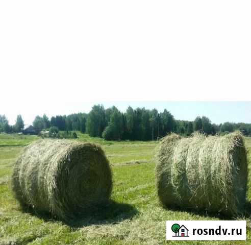Сено в рулонах Ангарск - изображение 1