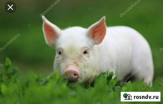 Поросята ландрас Бугуруслан - изображение 1