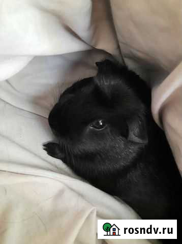 Морская свинка Воронеж - изображение 1