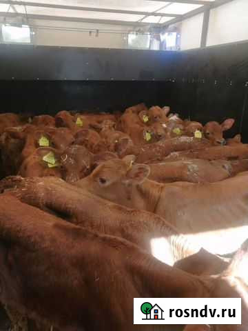 Телята мясной породы бычки Прибельский - изображение 1