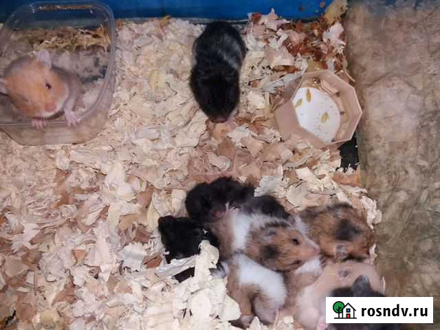 Сирийские хомяки Новосибирск - изображение 1