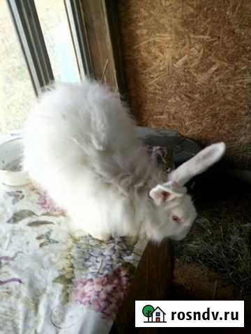 Кролики пуховые Николо-Павловское - изображение 1