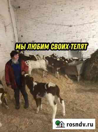 Телята молодняк активные Суджа
