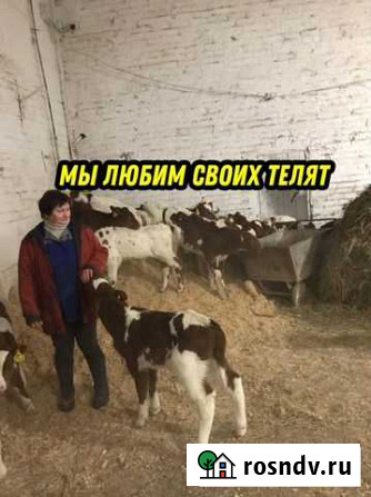 Телята молодняк активные Суджа - изображение 1