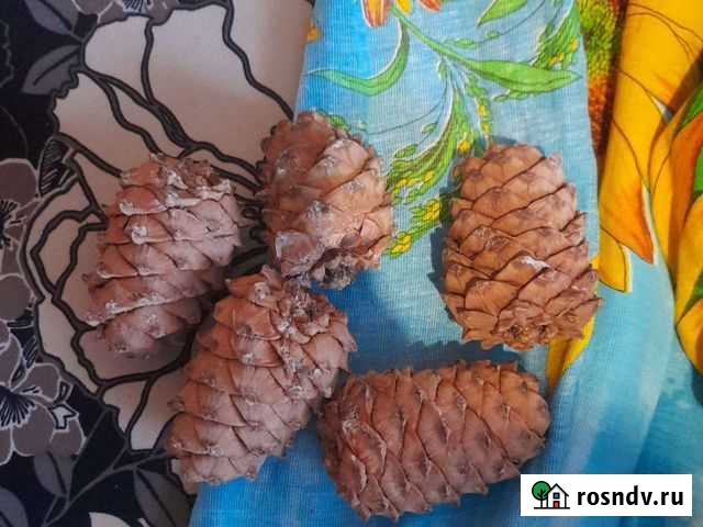 Шишки Кедровые Камень-на-Оби - изображение 1