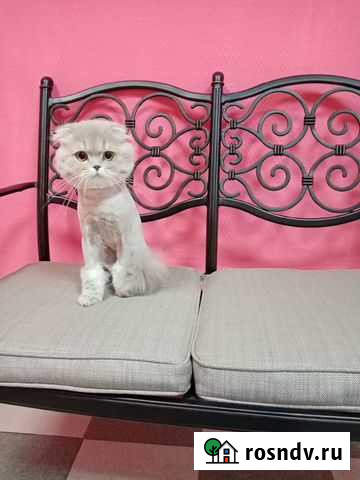 Стрижка собак и кошек Тверь - изображение 1