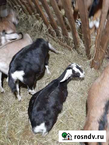 Коза нубийская Копьево - изображение 1