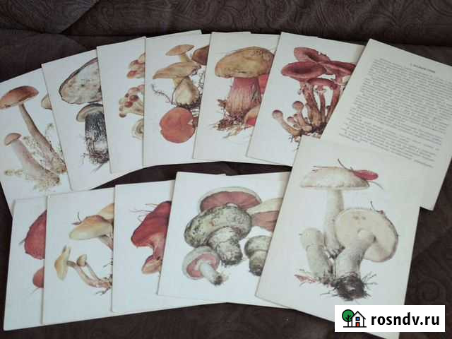 Набор открыток о грибах Ижевск - изображение 1
