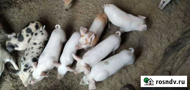 Поросята ландрас и дюрок Ефремов - изображение 1