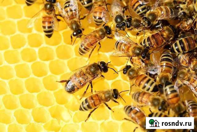 Пчелопакеты Екатеринбург - изображение 1