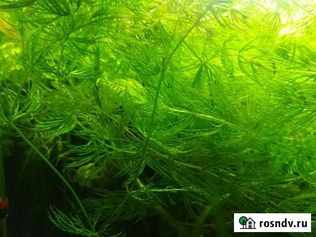 Аквариумное растение роголистник Брянск - изображение 1