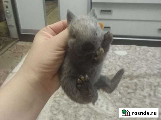 Декоративные кролики 15 дней.23.12.21 г Омск - изображение 1