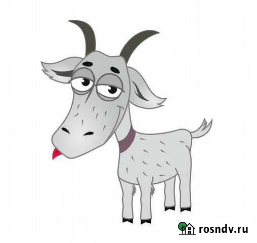 Козел зааненский Арзамас - изображение 1