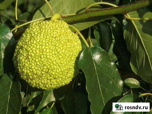 Маклюра (адамово яблоко) Хабаровск - изображение 1