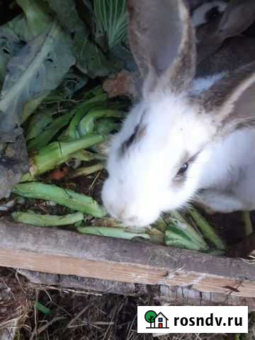 Кролик Чусовой - изображение 1