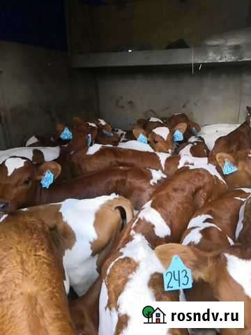 Бычки мясных пород Рассказово - изображение 1